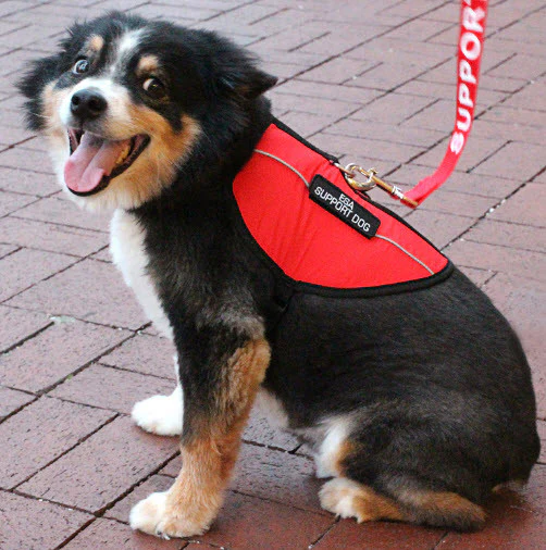 Emotional Support Animal Vest (Standard) - Image 5